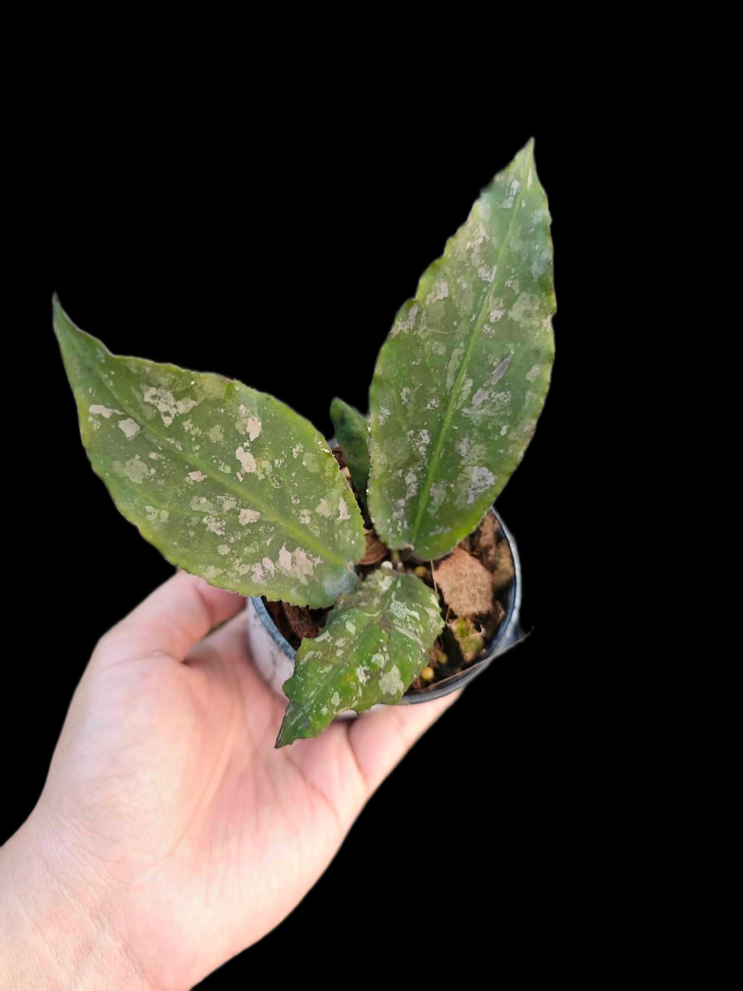 Hoya undulata - Wholesale Bundle (Set of 5 Plants)