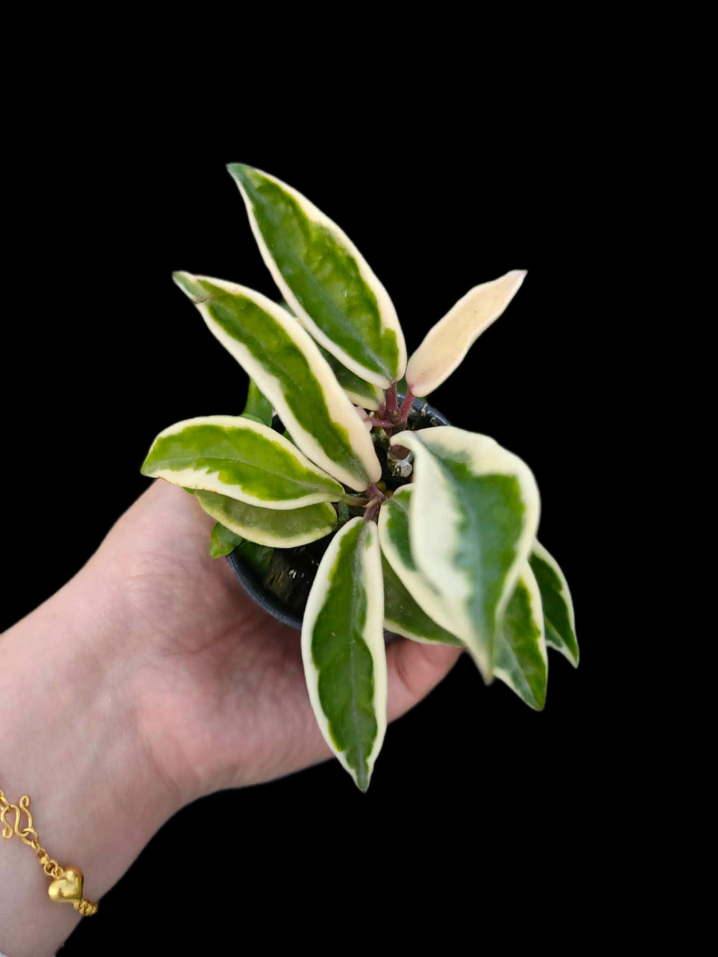 Hoya krinkle8 albomarginata - Wholesale Bundle (Set of 10 Plants)