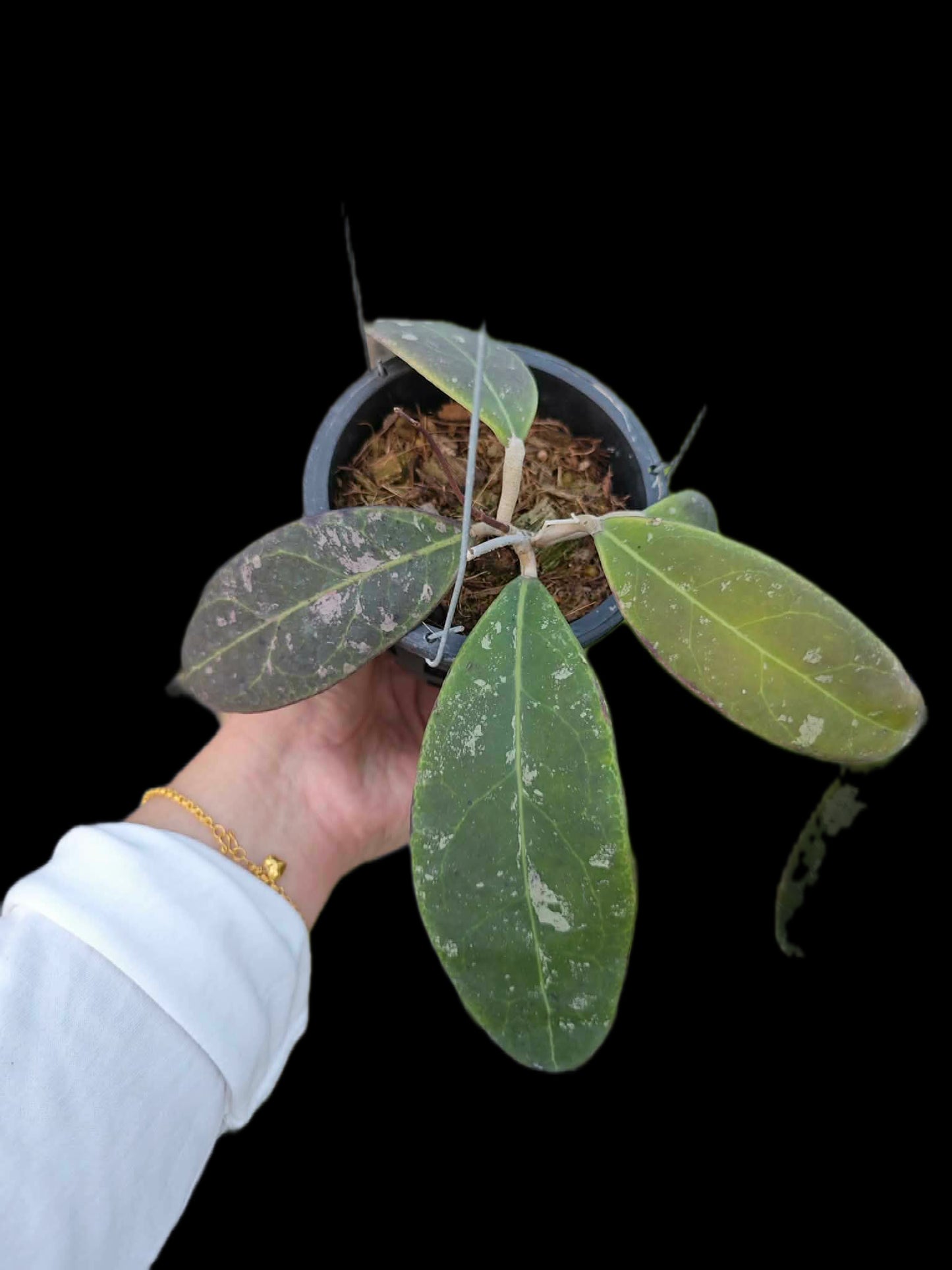 Hoya rintzii borneo - Wholesale Bundle (Set of 5 Plants)