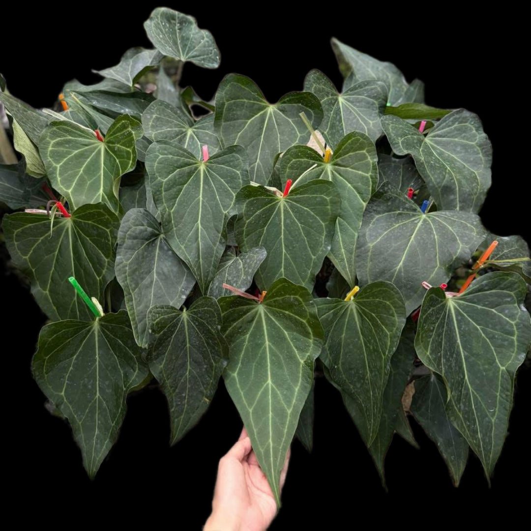 Anthurium Deltra force- Wholesale Set of 5 Plants