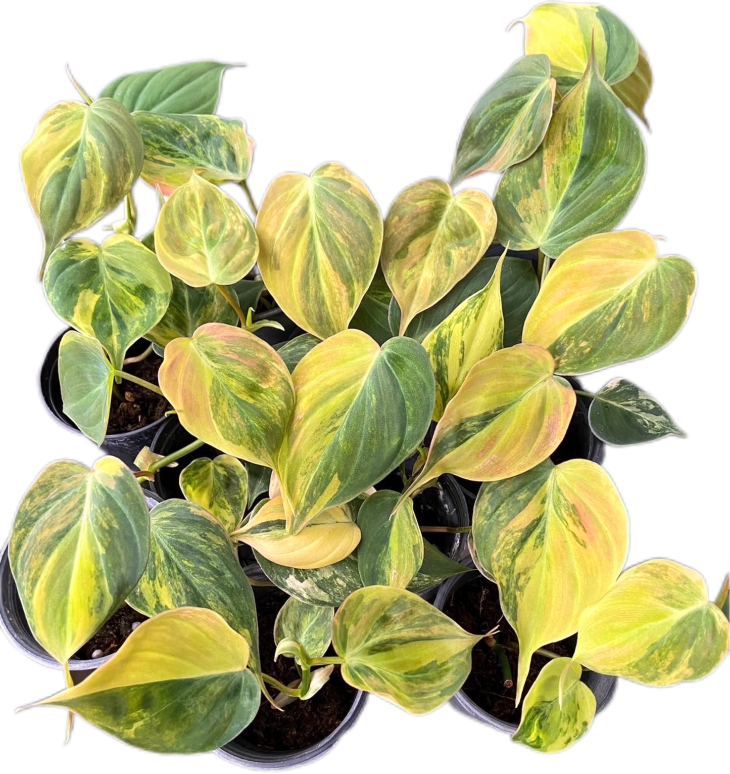Philodendron Micans aurea Variegated - Wholesale Set of 5 Plants