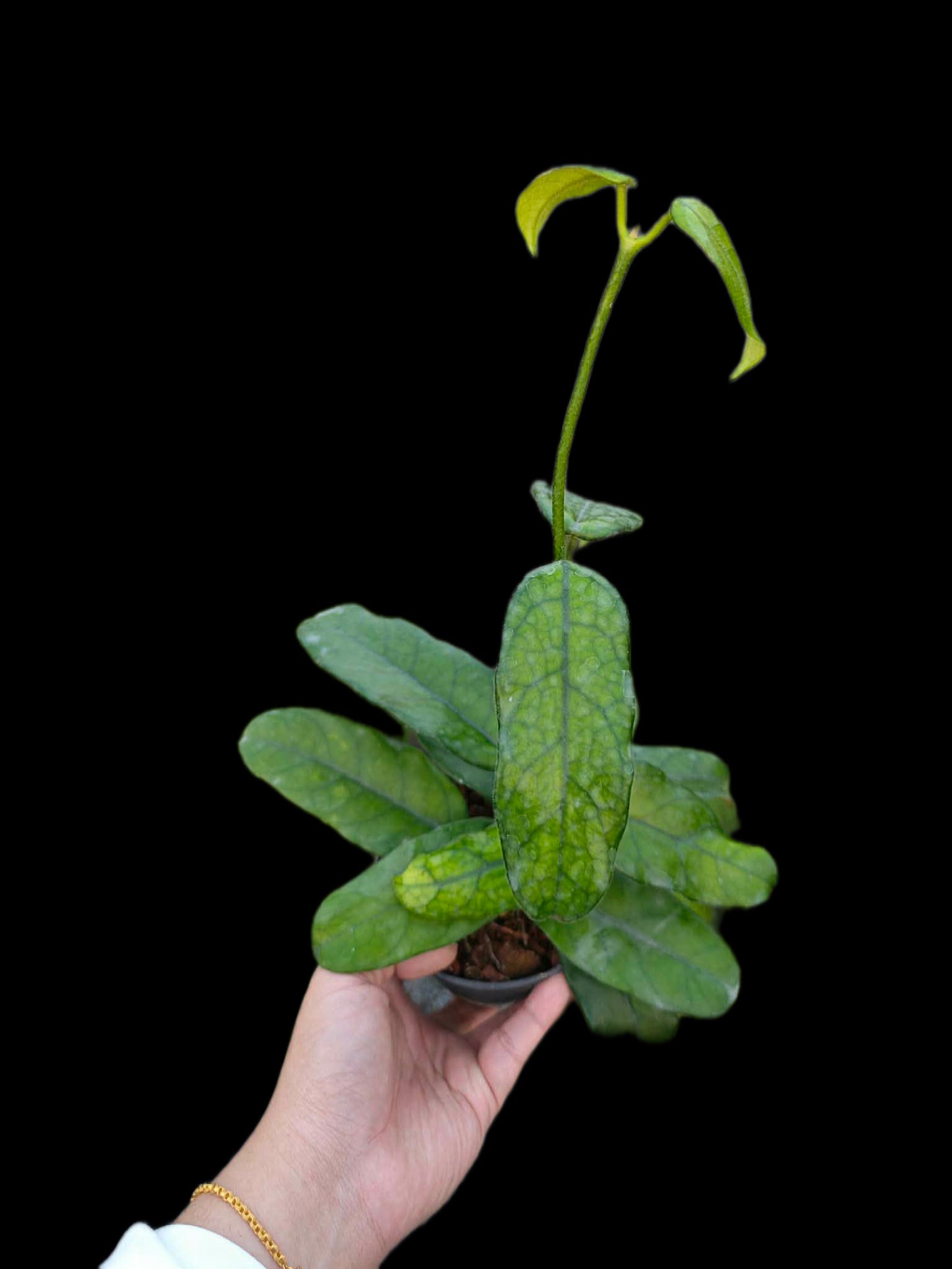 Hoya villosa long leaf - Wholesale Bundle (Set of 10 Plants)