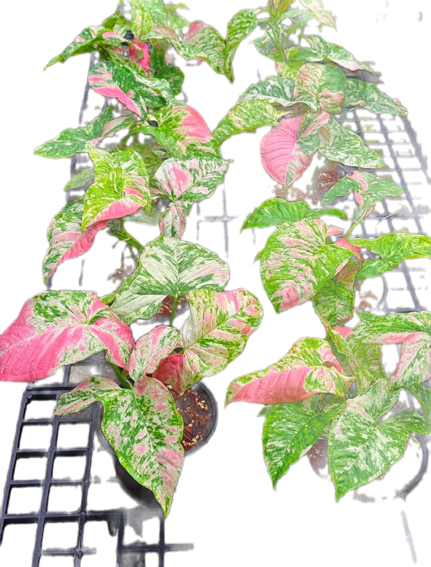 Syngonium ‘Strawberry Princess’ Tricolor