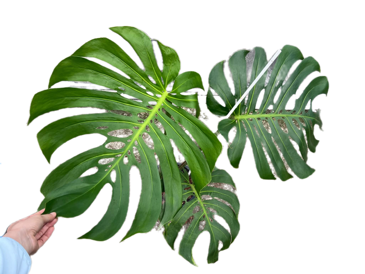 Monstera deliciosa NoID – Exact Plant Available