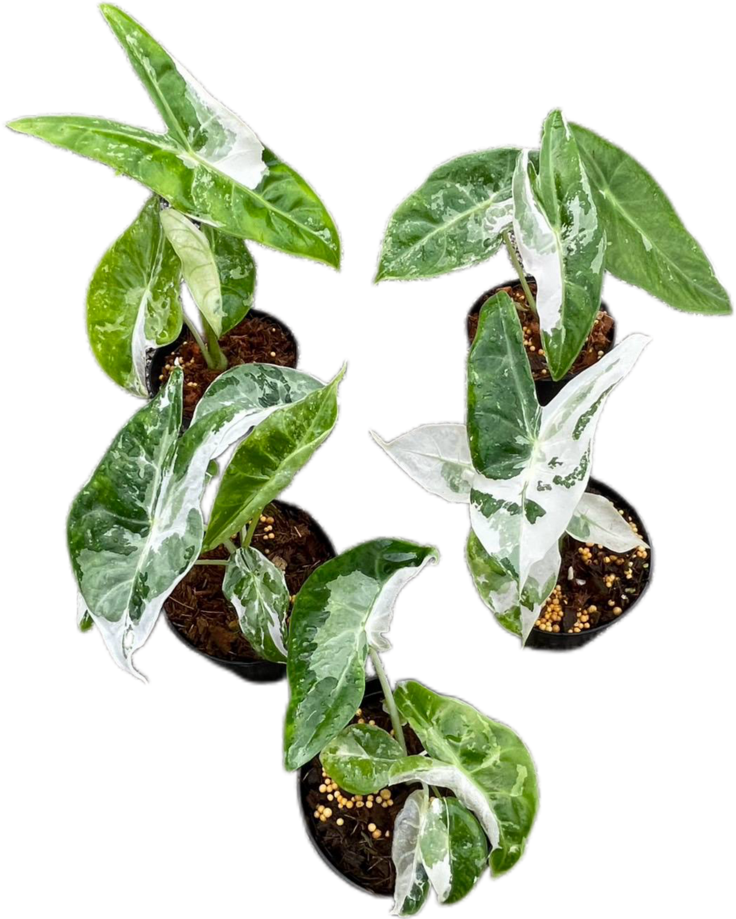 Alocasia Longiloba Albo Variegated - Set of 5 Plants