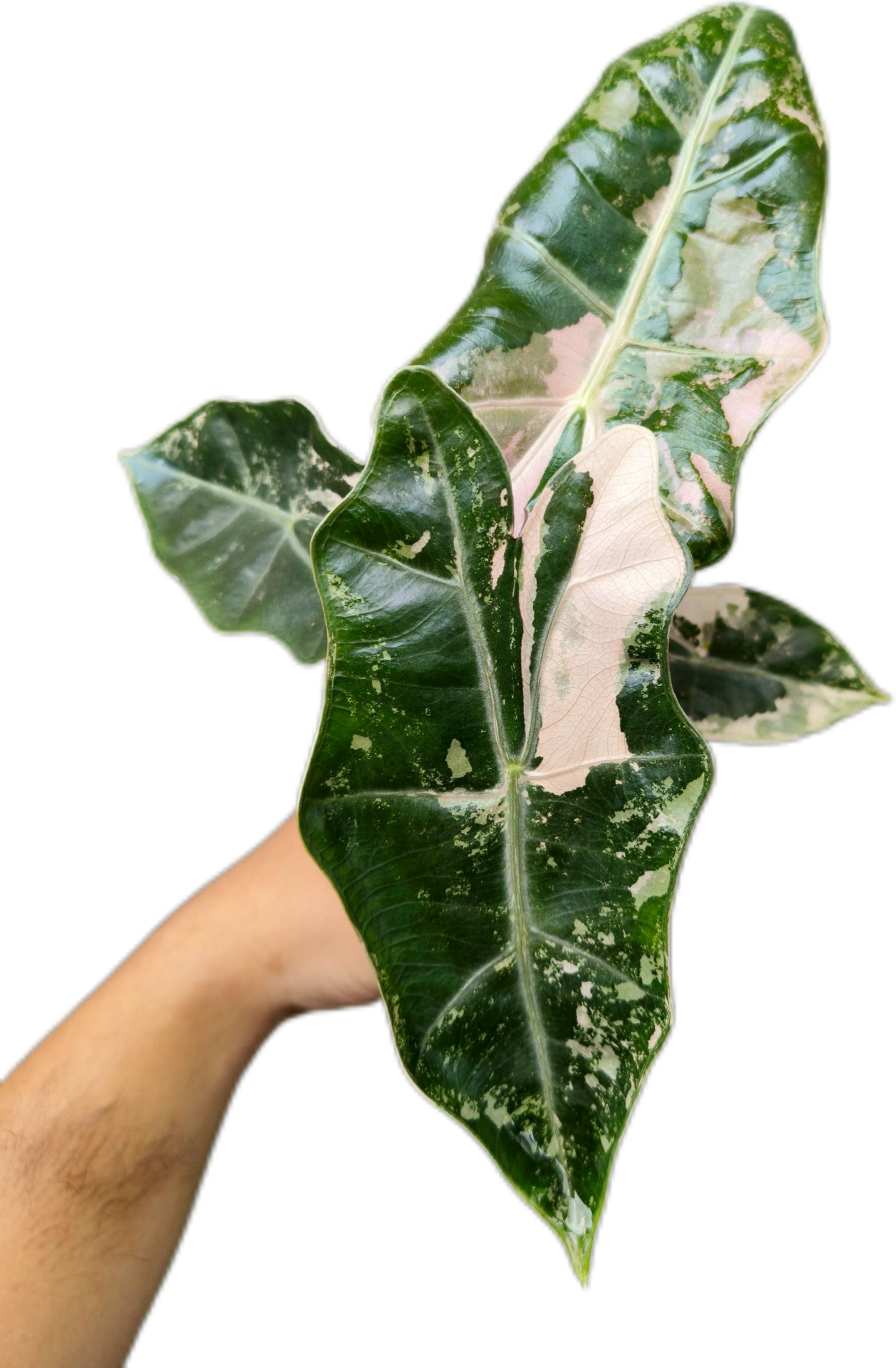 その他観葉植物 Alocasia 'Pseudo Sanderiana Variegata Alocasia 