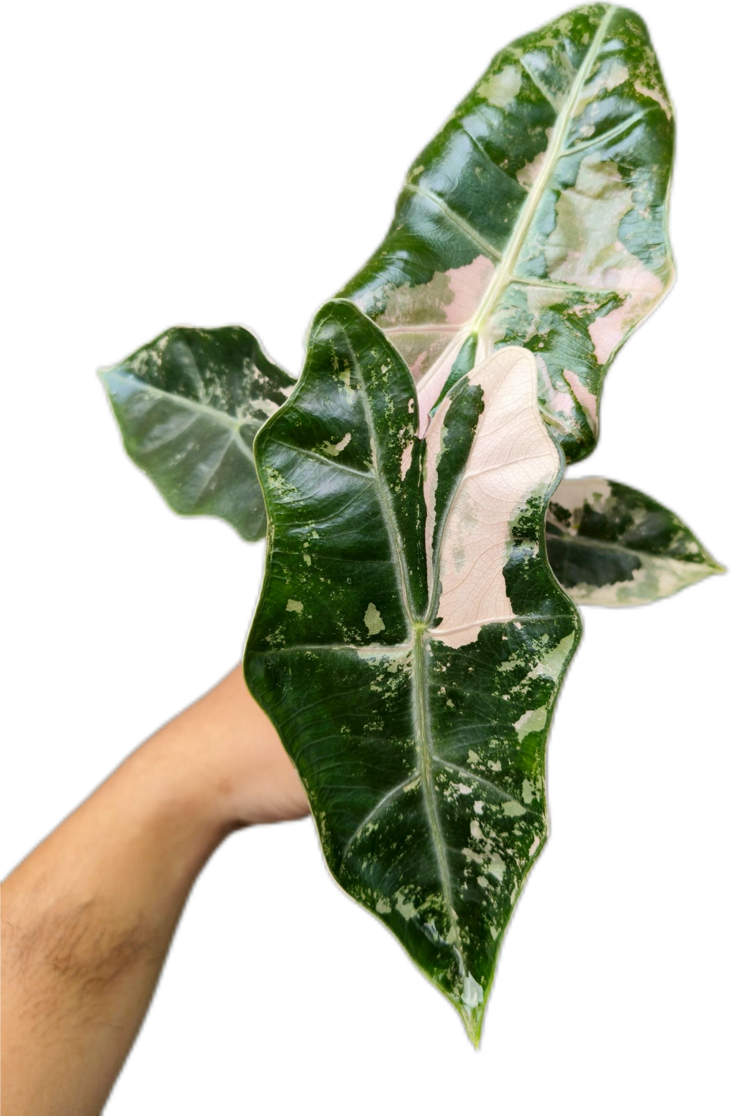 Alocasia Pseudo Sanderiana Albo-Pink Variegated