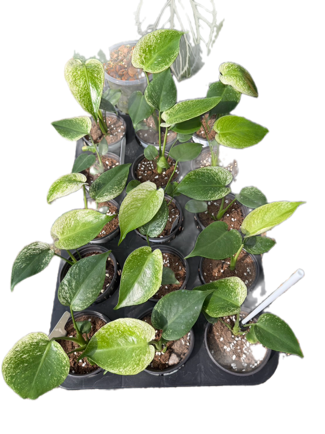 Monstera deliciosa “Devil Monstera” Variegated - set 3 pcs(pot 4 inch) from tissue culture