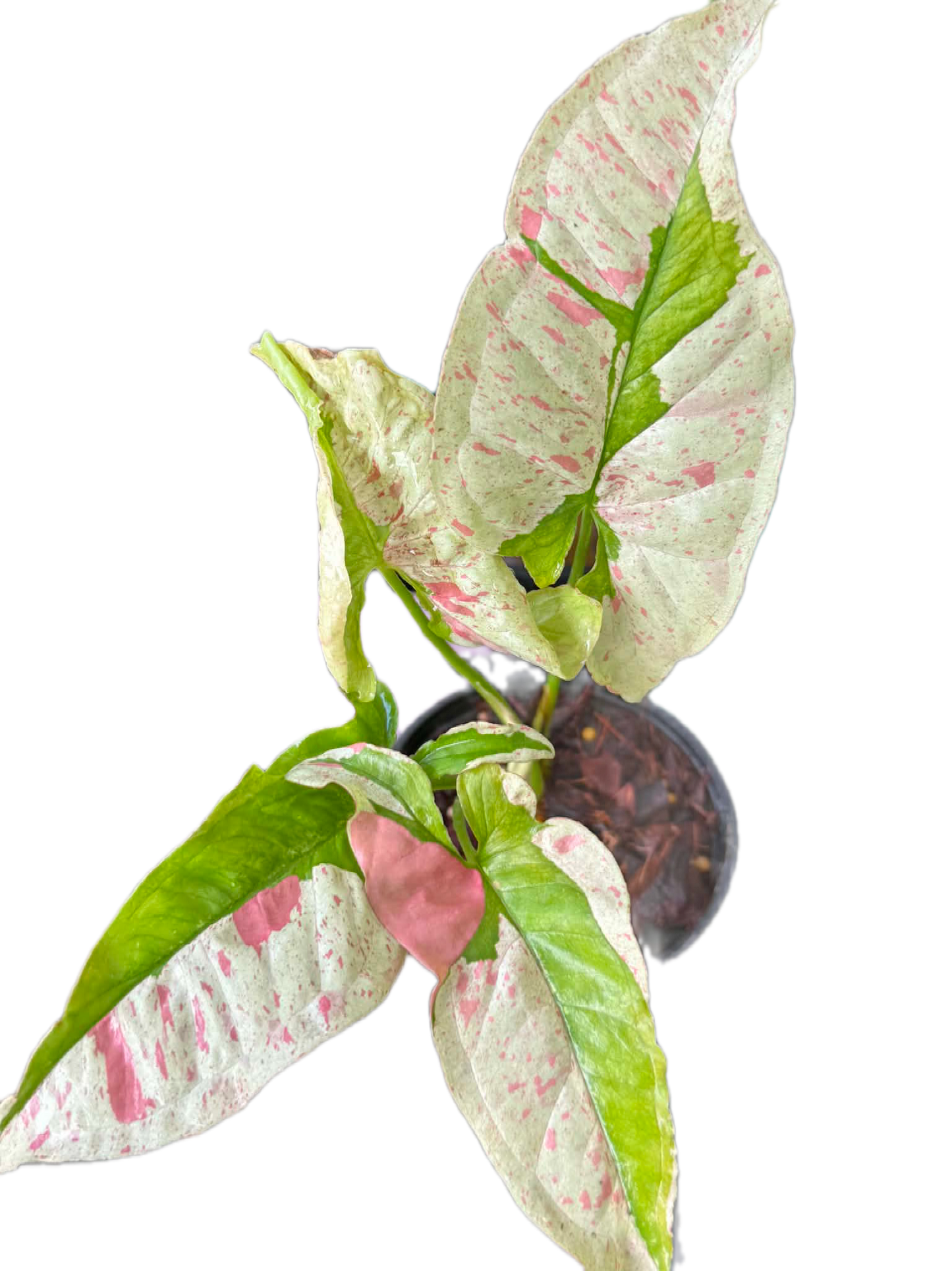 Syngonium milk confetti lava variegated (1 plant)