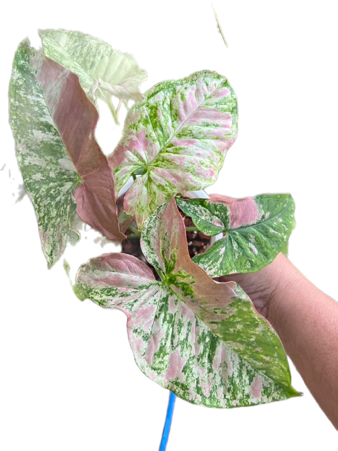 Syngonium Strawberry princess variegated (1 plant)