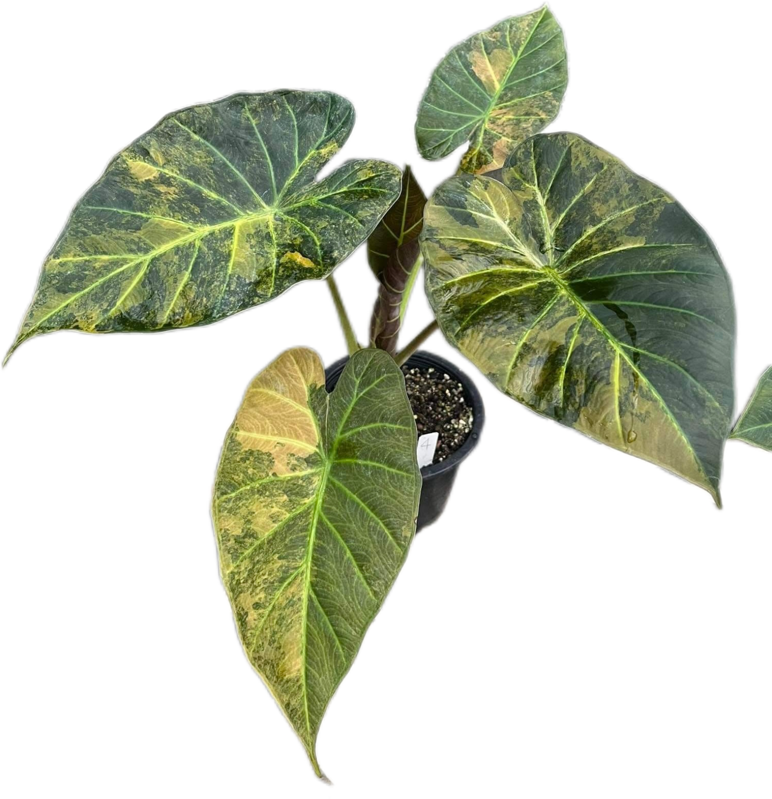 Alocasia Regal Shield Aurea Variegated – BanrakTonmai Garden Thailand