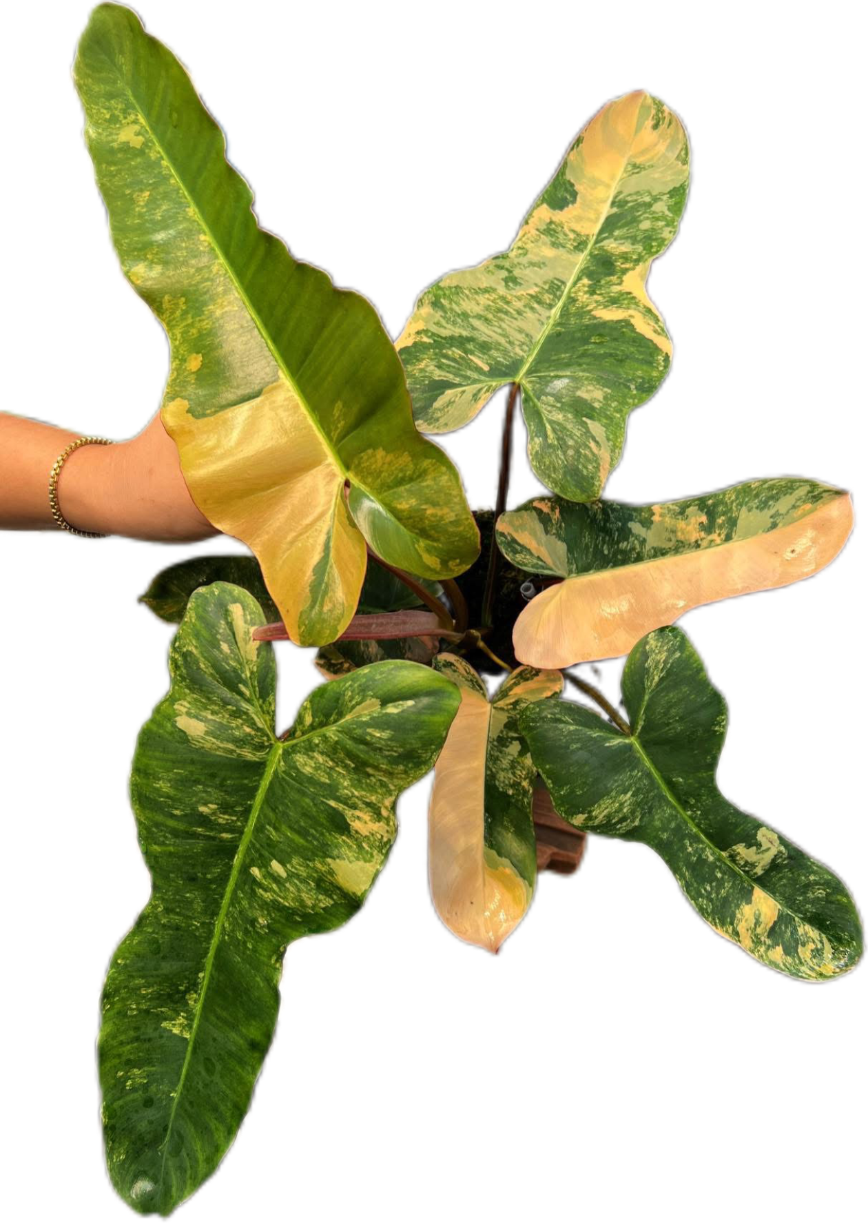 Philodendron
