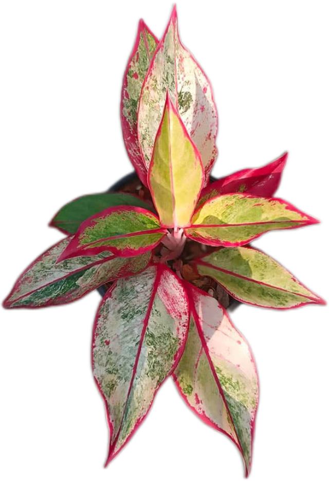 Aglaonema