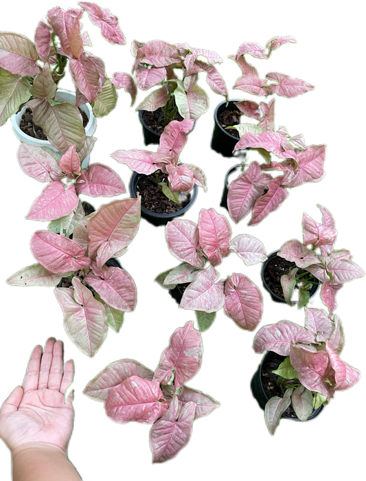 Syngonium pink venom - Wholesale Bundle (Set of 5 Plants)