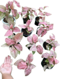 Syngonium pink venom - Wholesale Bundle (Set of 5 Plants)