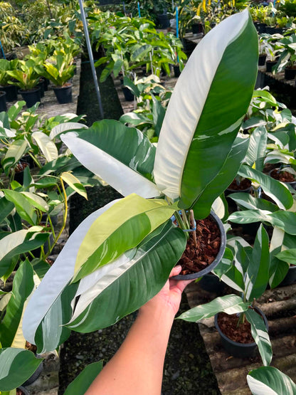 Epipremnum Giganteum Albo Variegated Set of 3 Plants