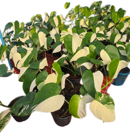 Monstera Borsigiana Albo half moon Variegated(small) - Set of 10 Plants