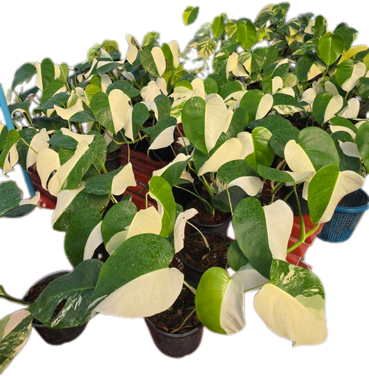 Monstera Borsigiana Albo half moon Variegated(small) - Set of 10 Plants