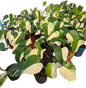 Monstera Borsigiana Albo half moon Variegated(small) - Set of 10 Plants