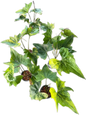 Anthurium Pterodactyl variegated- Wholesale Set of 5 Plants