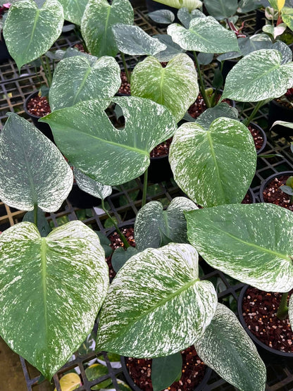 Monstera Deliciosa “Devil Monster” TC Seedlings (6-Inch Pot)