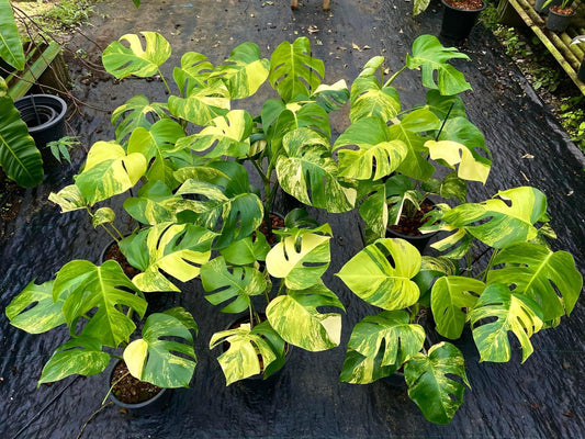 Monstera Borsigiana Aurea Variegated - Set of 10 Plants