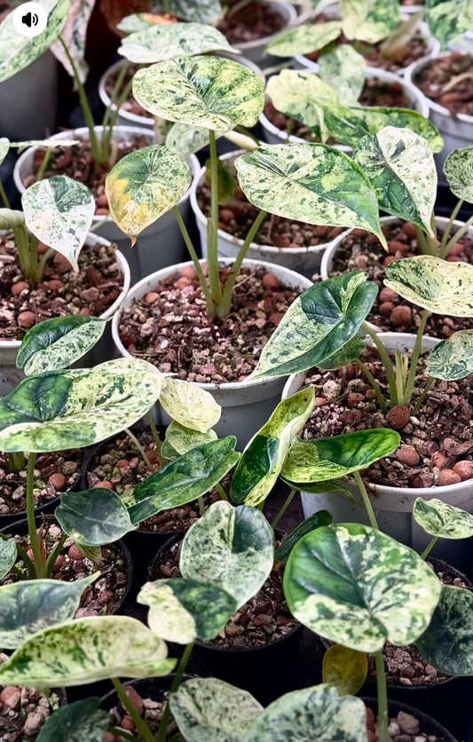 Alocasia Dragon Scale mint Variegated - Set of 5 Plants