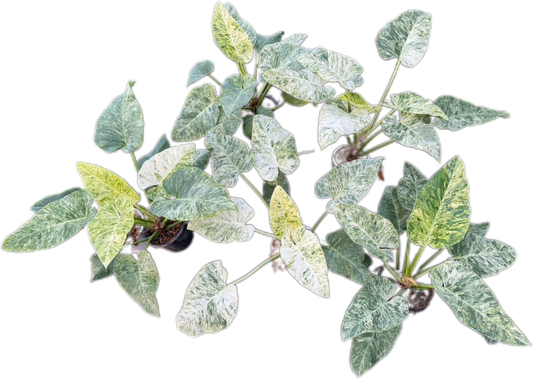 Philodendron Giganteum Marble variegated - Wholesale Bundle (Set of 10 Plants)”