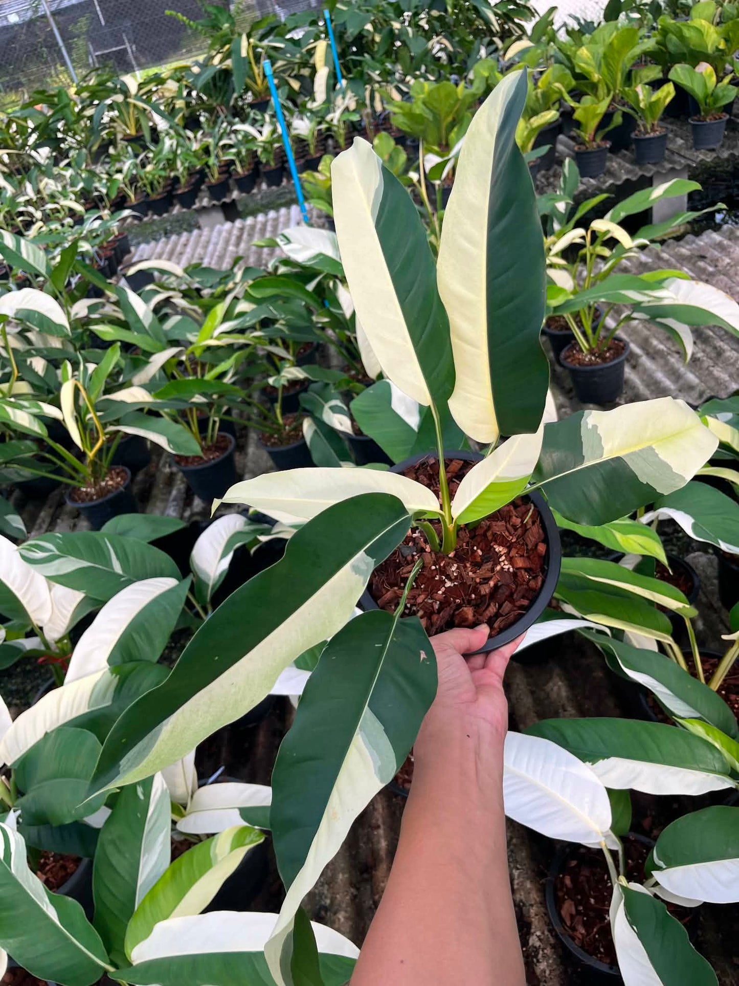 Epipremnum Giganteum Albo Variegated Set of 3 Plants