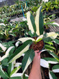 Epipremnum Giganteum Albo Variegated Set of 3 Plants