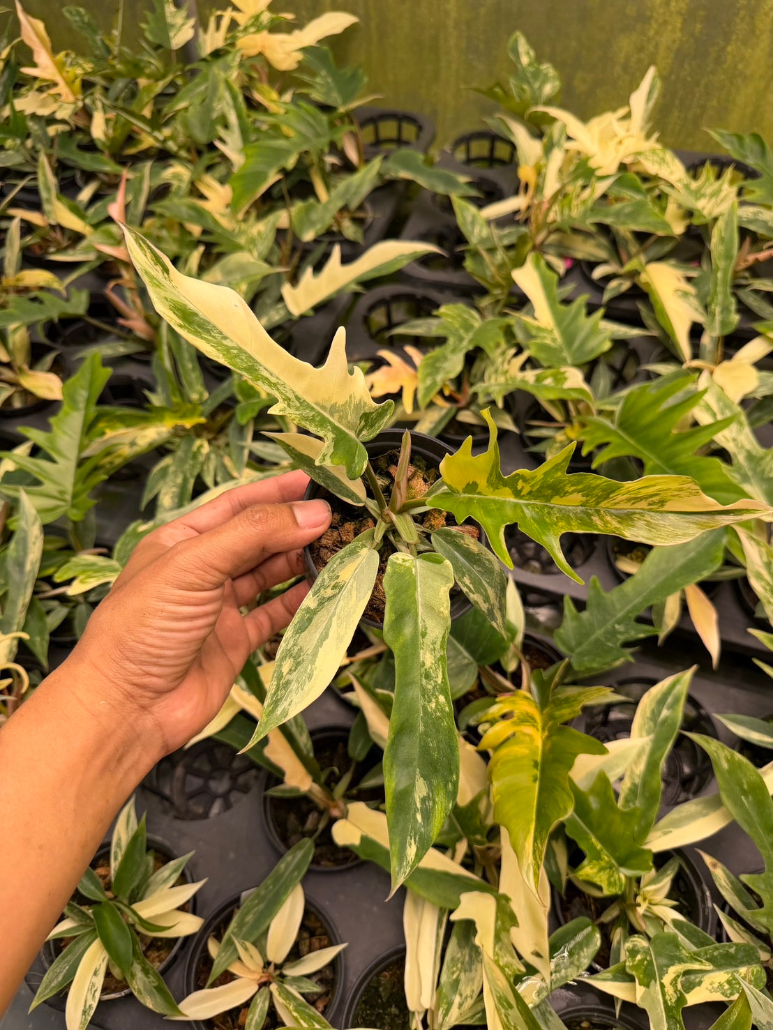 Philodendron Florida x tortum variegated (set 5 plants)