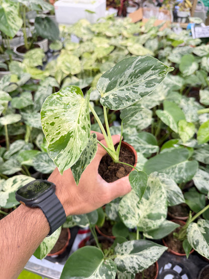 Monstera Deliciosa “Bulbarsaur” (Seedling, 3-inch Pot) from TC -set of 3 plants
