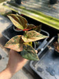 syngonium red arrow variegated( 1 plant) top cut 3-5 leaves