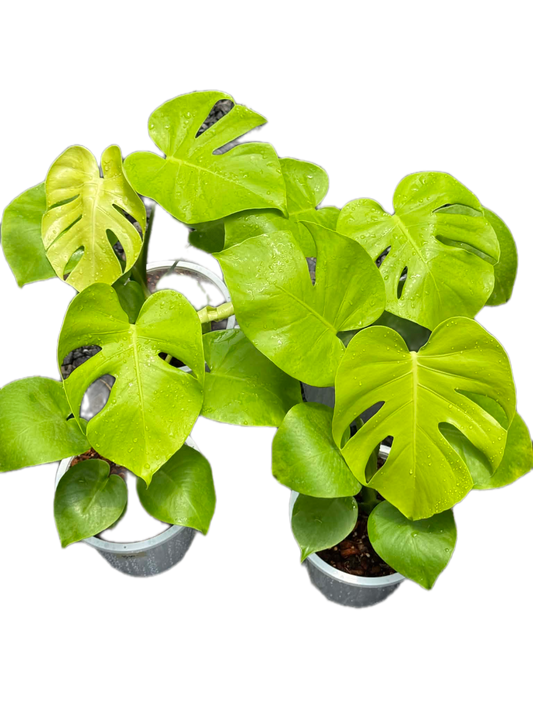Monstera Deliciosa “Banana” Variegated(1 plant)