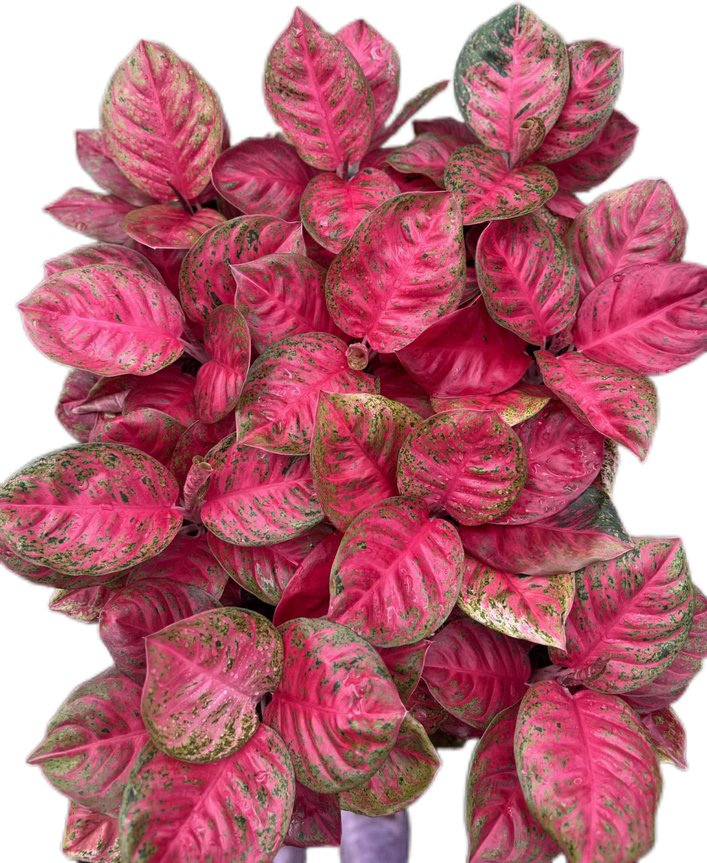 Aglaonema sombat Siam red – Set of 5 Plants