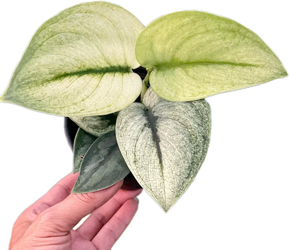 Scindapsus Exotica mint
 - Set of 10 Plants