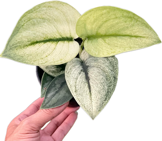 Scindapsus Exotica mint
 - Set of 10 Plants