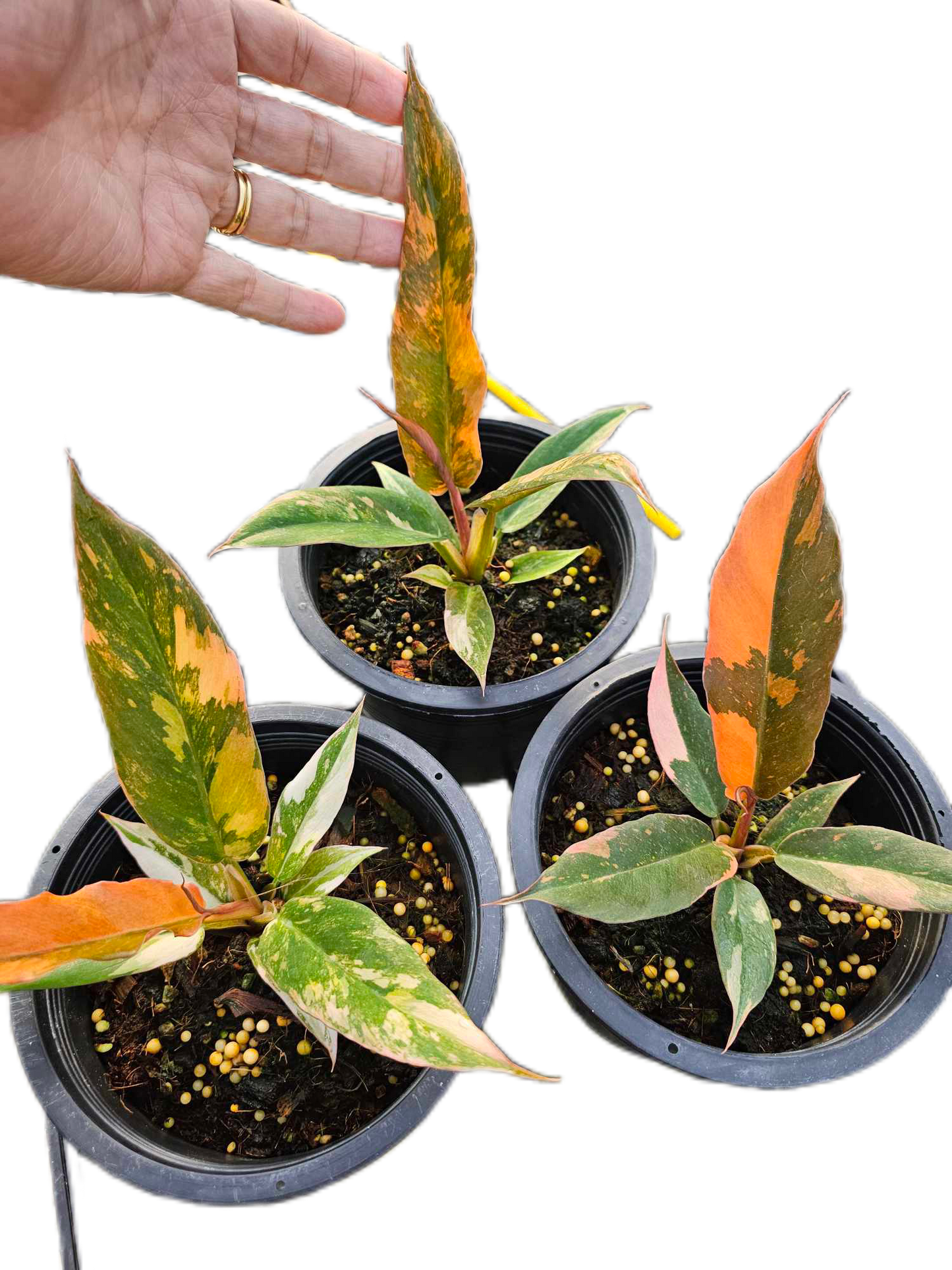 Philodendron caramel marble fire tiger Variegated - Wholesale Bundle (Set of 3 Plants)
