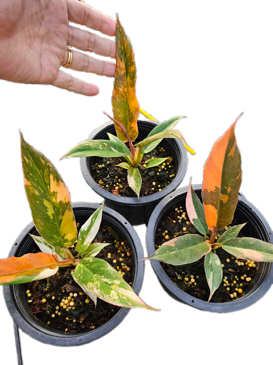 Philodendron caramel marble fire tiger Variegated - Wholesale Bundle (Set of 3 Plants)