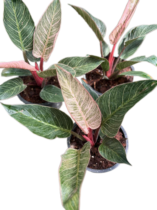 Philodendron birkin pink variegated