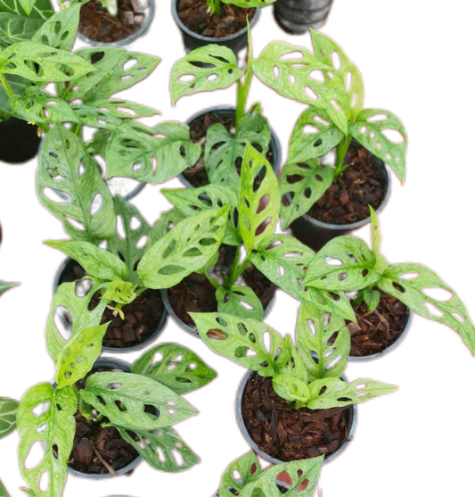 Monstera Adansonii Mint (EU) - Wholesale Set of 10 Plants