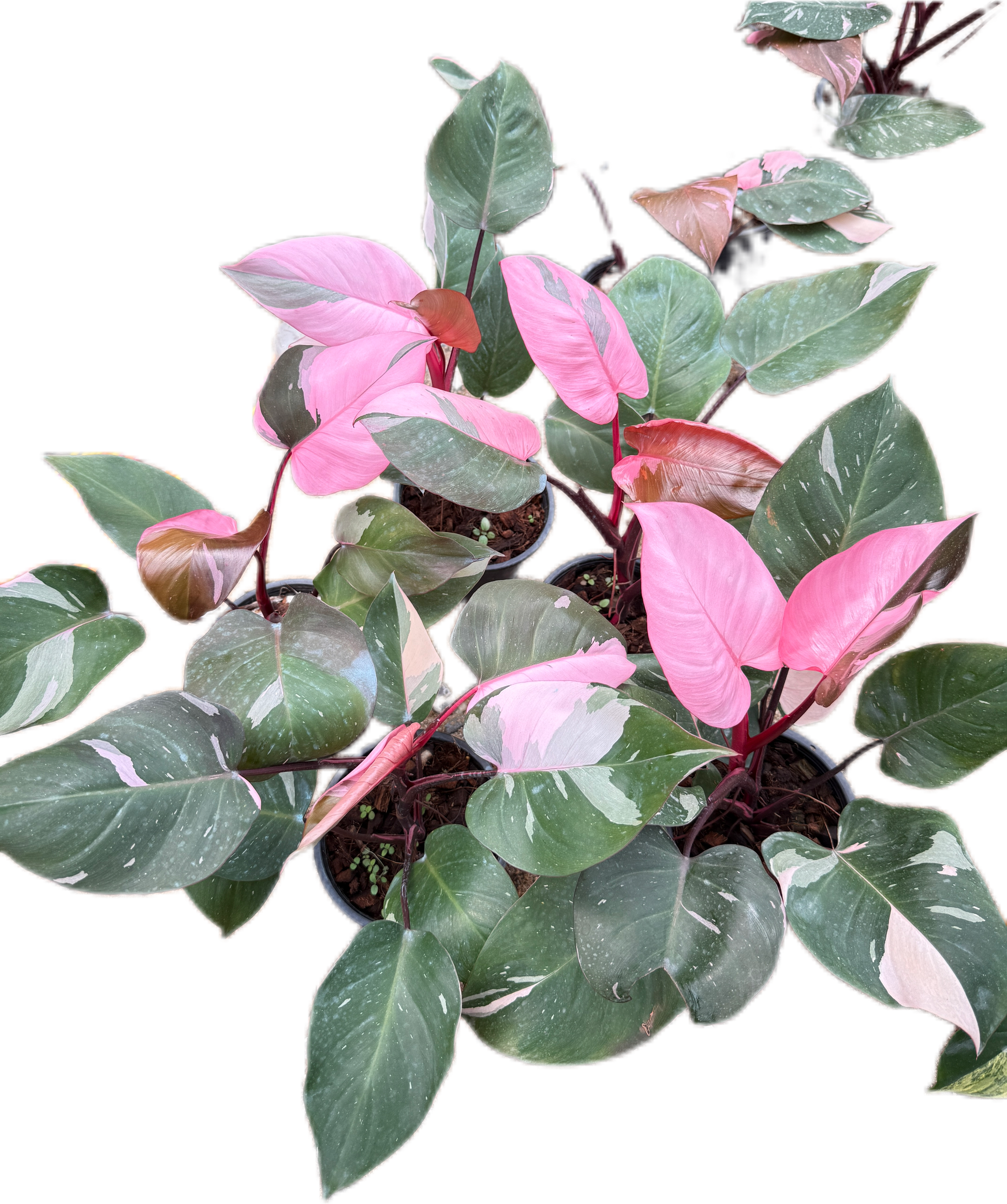 wholesale philodendron Philodendron Pink Princess