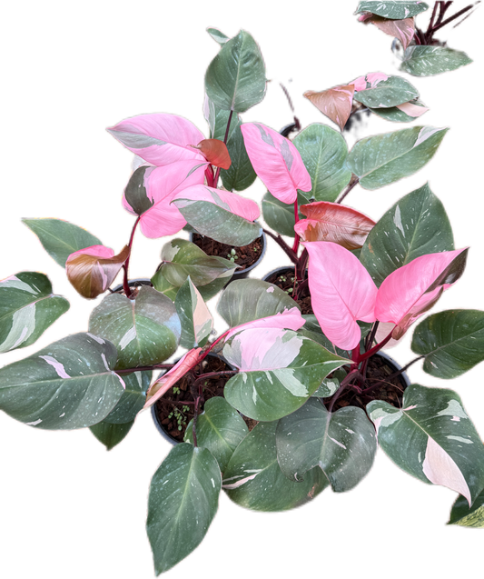 Philodendron Pink Princess  - Wholesale Bundle (Set of 10 Plants)”