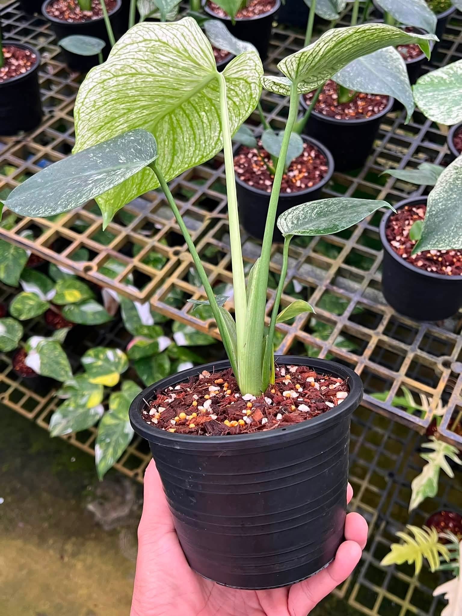 Monstera Deliciosa “Devil Monster” TC Seedlings (6-Inch Pot