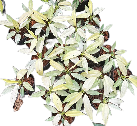 Philodendron whipple way Variegated - Wholesale Bundle (Set of 10 Plants)