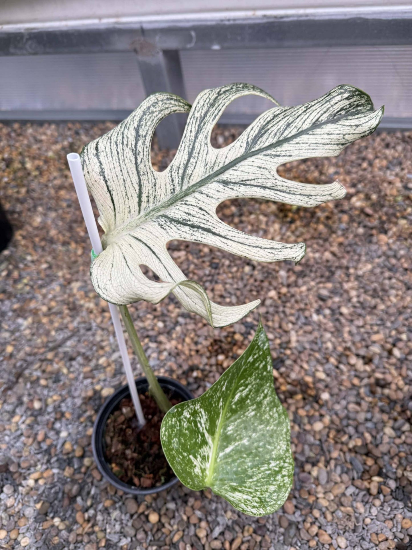 Monstera deliciosa “Devil Monstera” Variegated – Rare cutting 1 leaf +1 new leaf rooted (Exact Plant Shown)