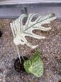 Monstera deliciosa “Devil Monstera” Variegated – Rare cutting 1 leaf +1 new leaf rooted (Exact Plant Shown)