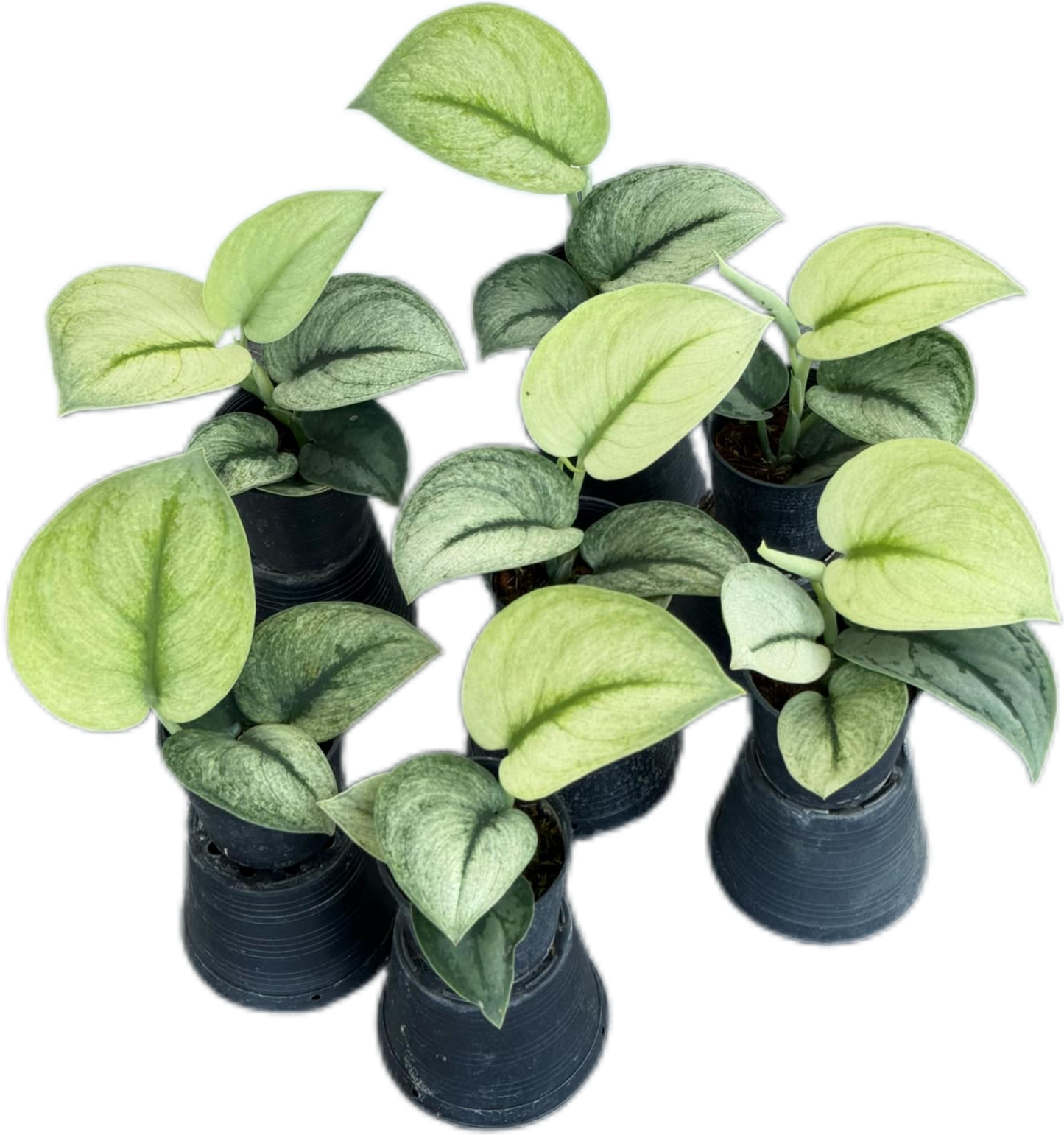 Scindapsus Exotica mint
 - Set of 10 Plants