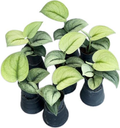 Scindapsus Exotica mint
 - Set of 10 Plants