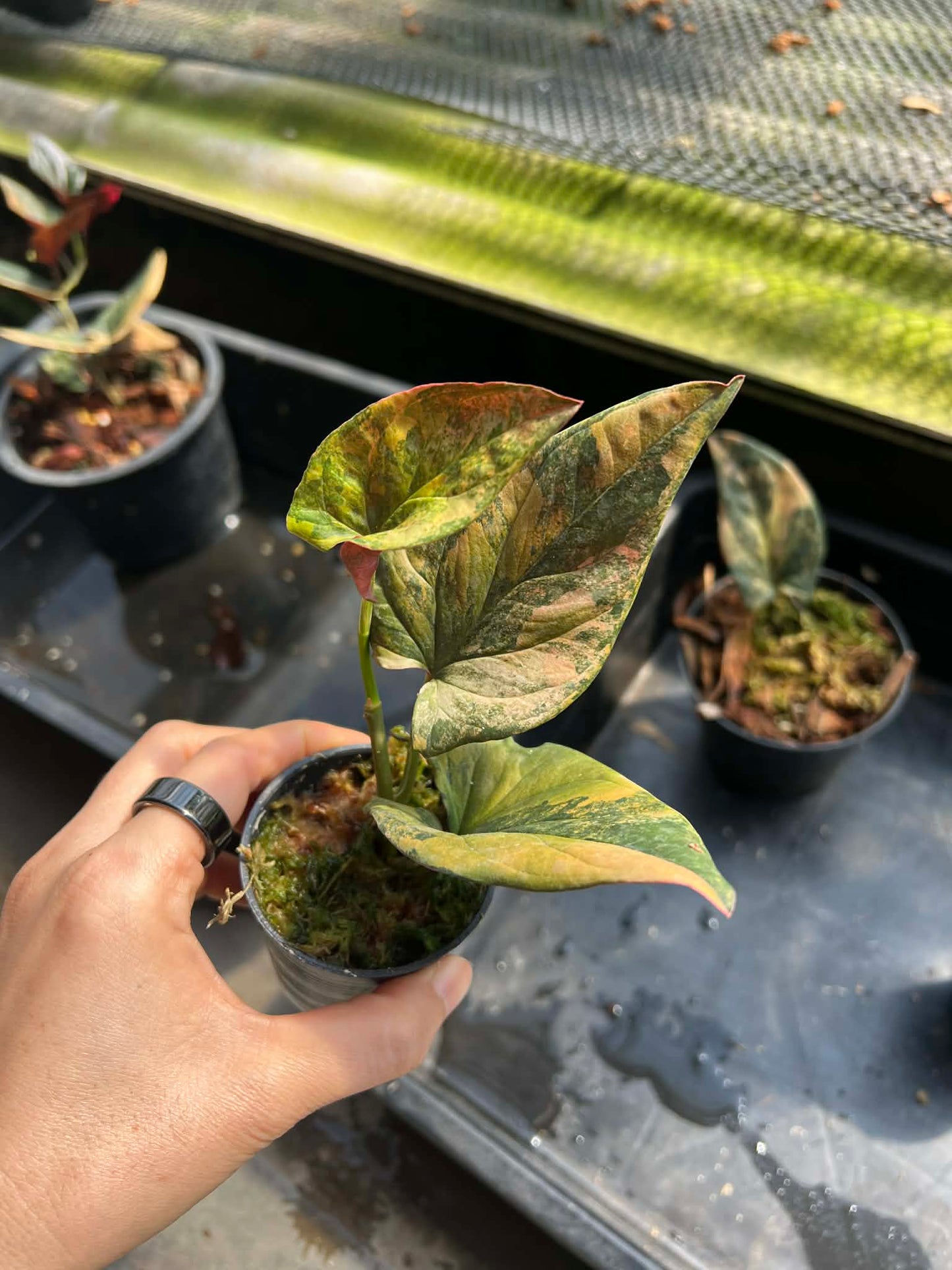 syngonium red arrow variegated( 1 plant) top cut 3-5 leaves